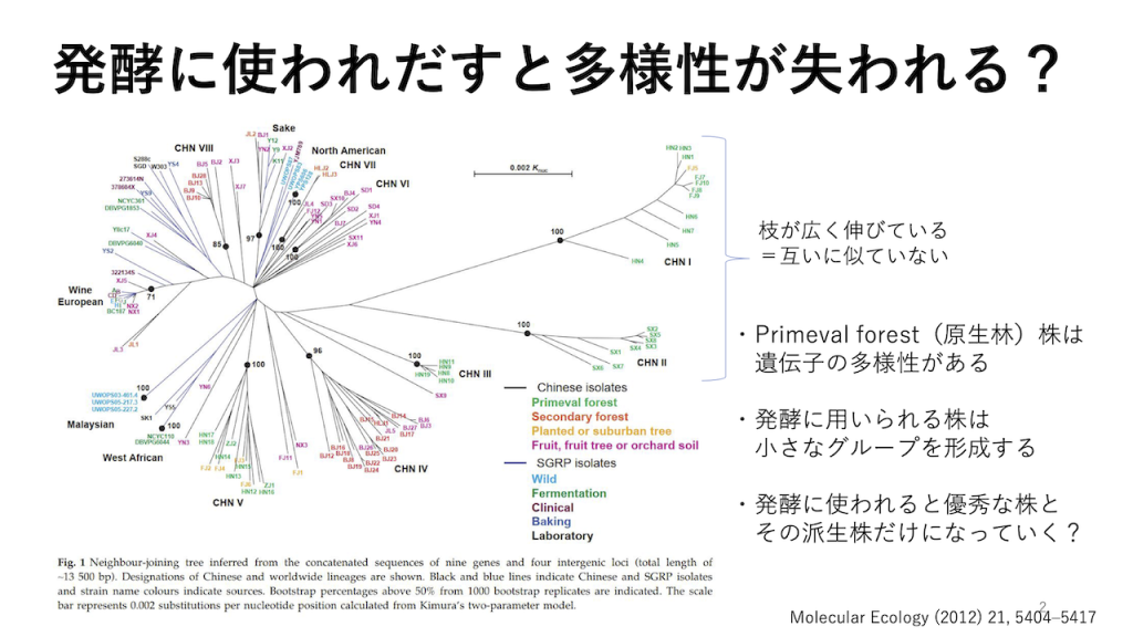 田邊教授の報告スライドより「高度に分岐したS. cerevisiaeの系統」 画像出典：Molecular Ecology (2021) 21, 5404-5417, Figure 1